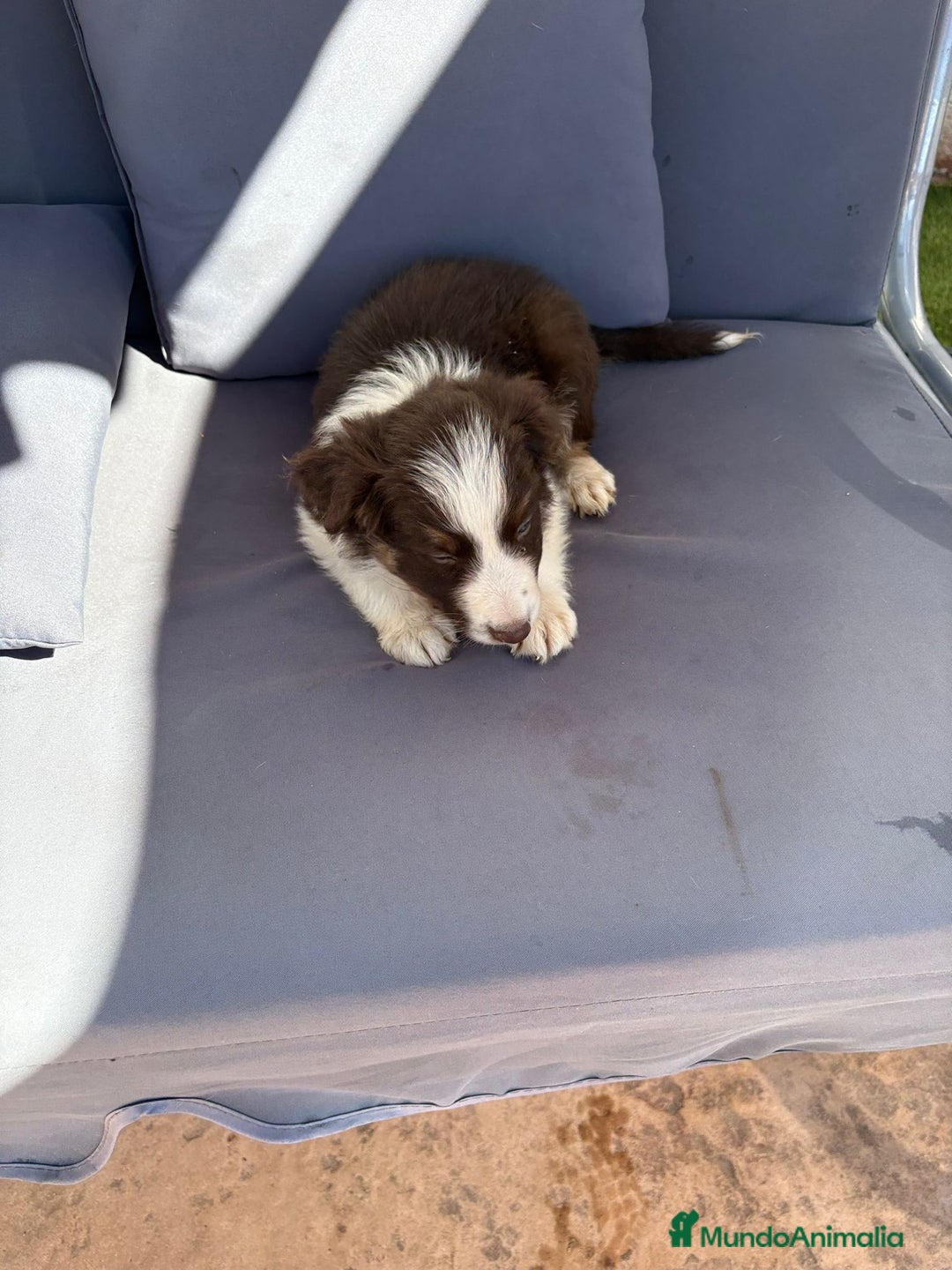 Border Collie perros en venta: Border collie chocolate  - Imagen 27