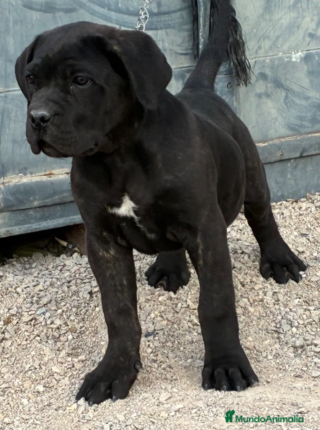 Cane Corso perros en venta: Cane corso  - Anuncio 1