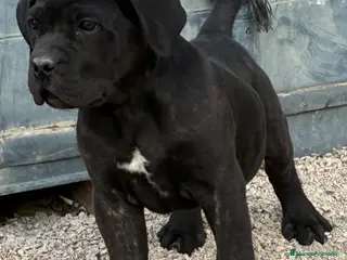 Cane Corso perros Cane corso - Anuncio 19