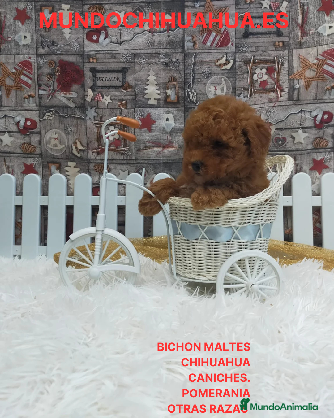 Caniche Toy perros en venta: PRECIOSOS CANICHE  ROJO LINEA TOY - Anuncio 4