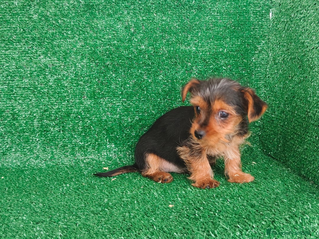 Yorkshire Terrier perros en venta: Yorkshire terrier  - Anuncio 1