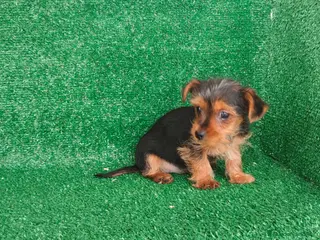 Yorkshire Terrier perros Yorkshire terrier - Anuncio 6