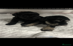 Schnauzer Miniatura perros en venta: Schnauzer miniatura  - Imagen 1