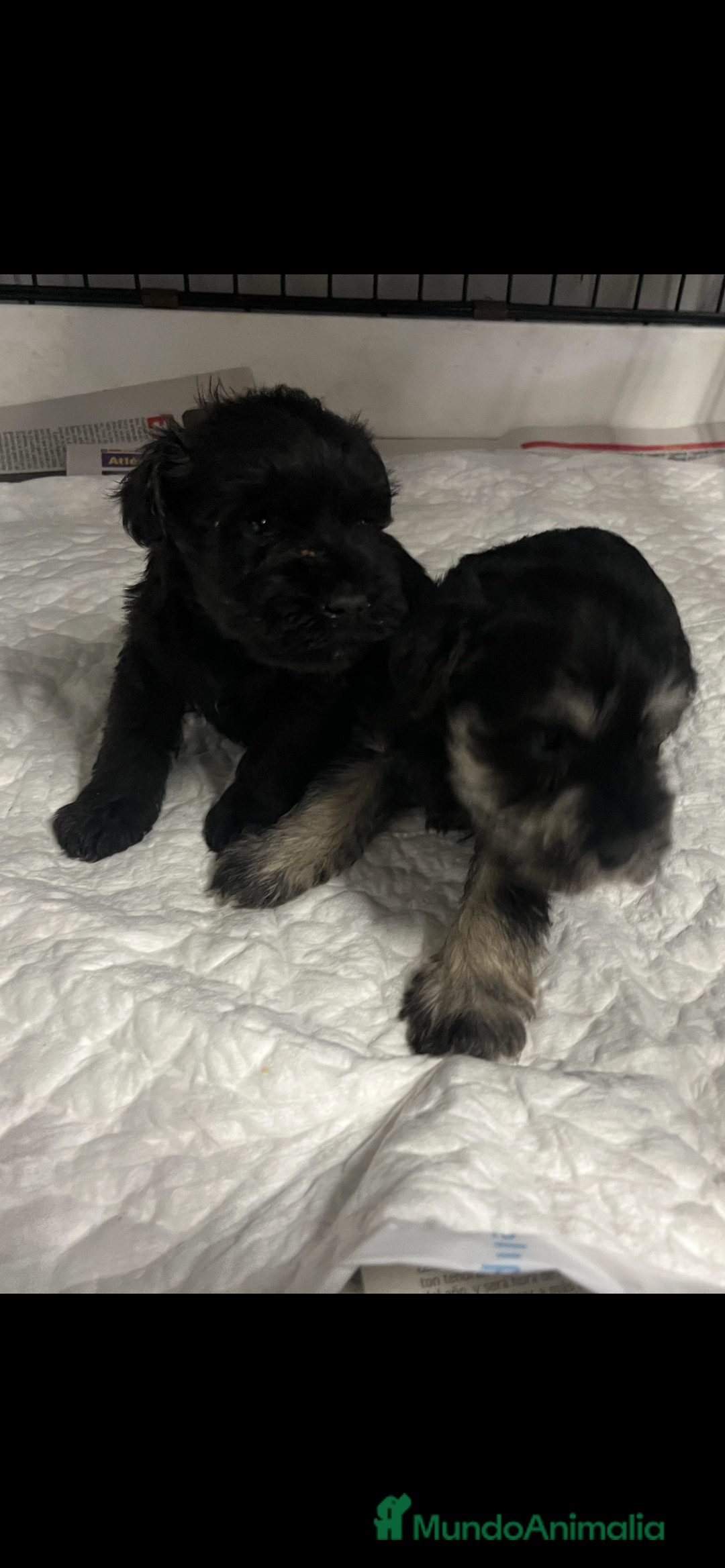 Schnauzer Miniatura perros en venta: Schnauzer miniatura  - Imagen 1