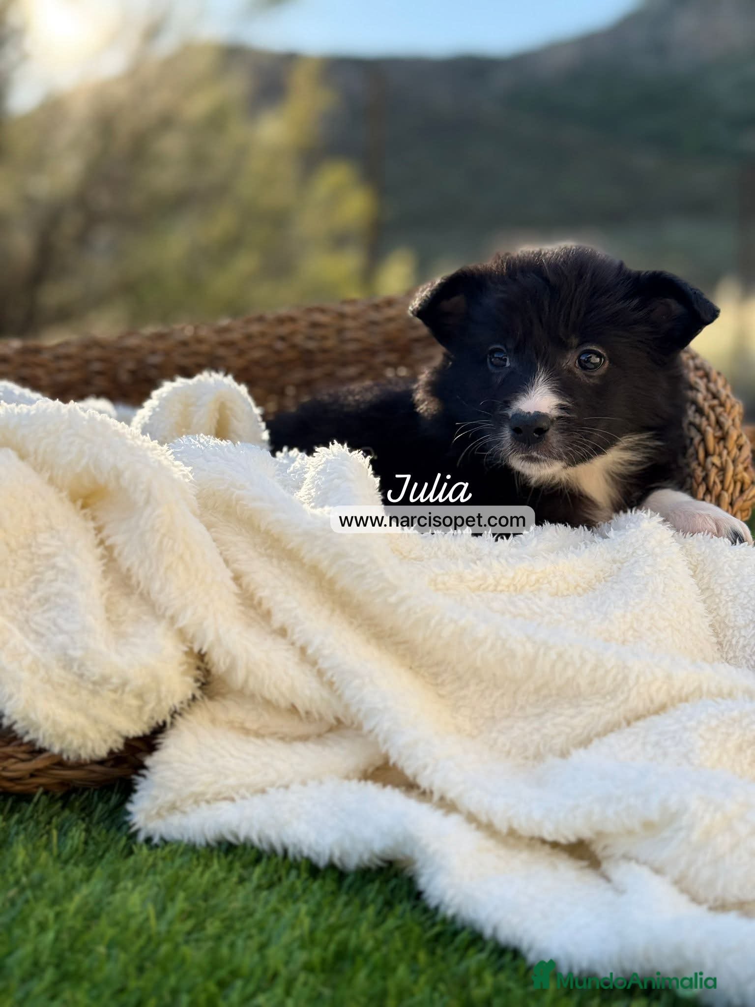Border Collie perros en venta: BORDER COLLIE HEMBRA - Anuncio 2
