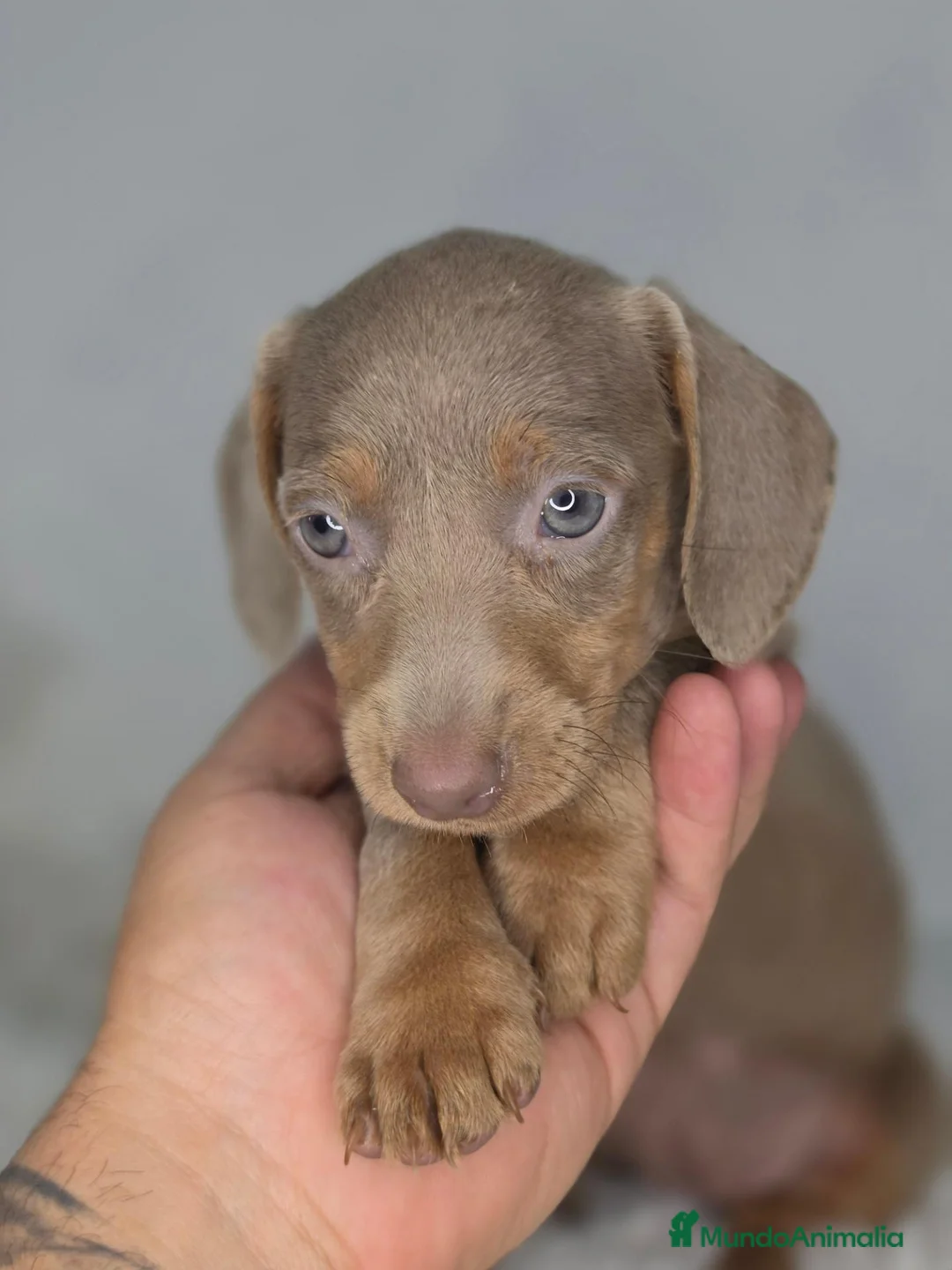 Teckel Miniatura perros en venta: Teckel isabella - Anuncio 2