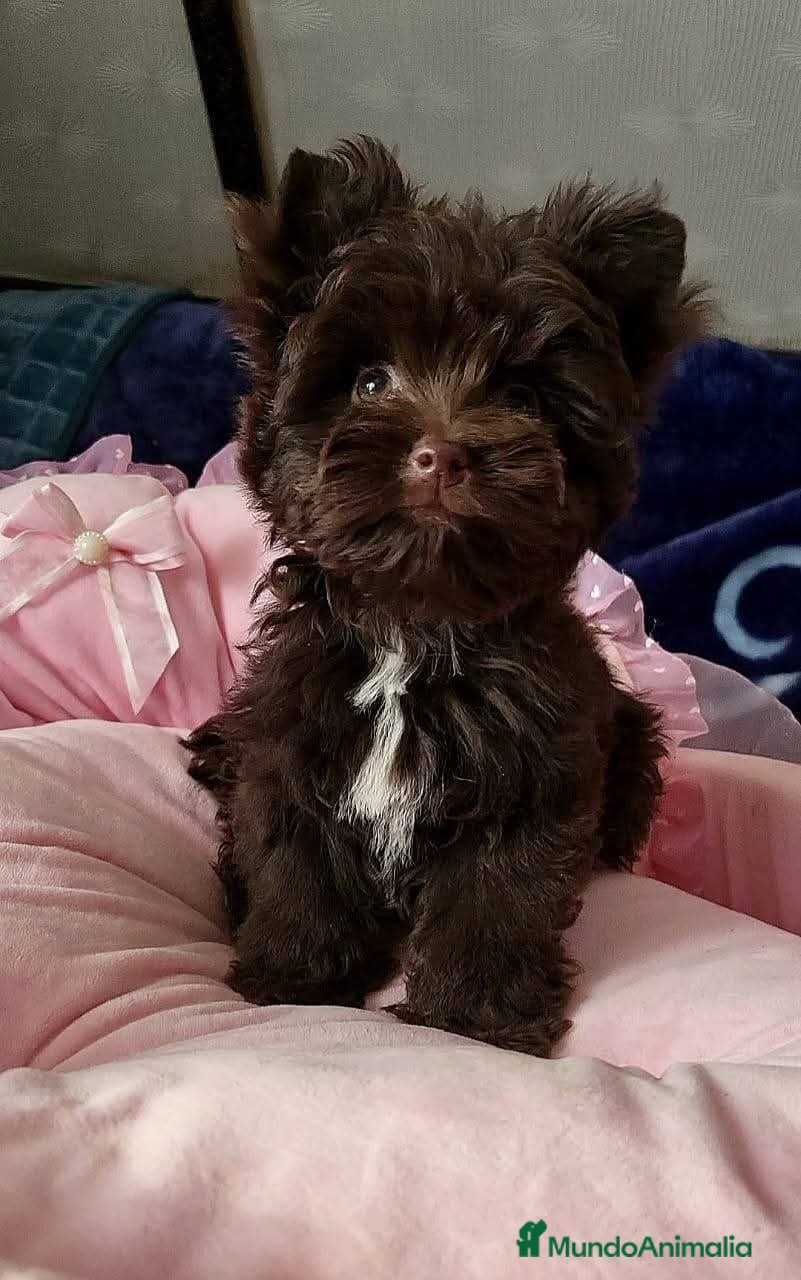 Yorkshire Terrier perros Cachorros Yorkshire Chocolate  - Anuncio 29