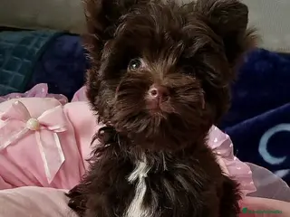 Yorkshire Terrier perros Cachorros Yorkshire Chocolate - Anuncio 29