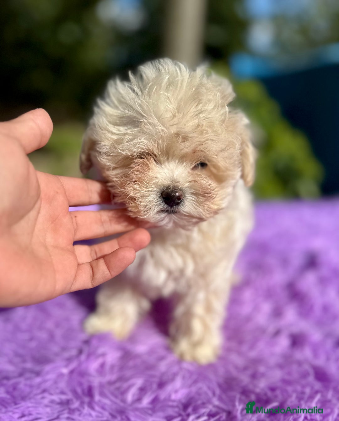 Maltipoo perros en venta: MALTIPOO - Imagen 7