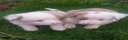Border Collie perros en venta: Precioso border collie - Anuncio 6
