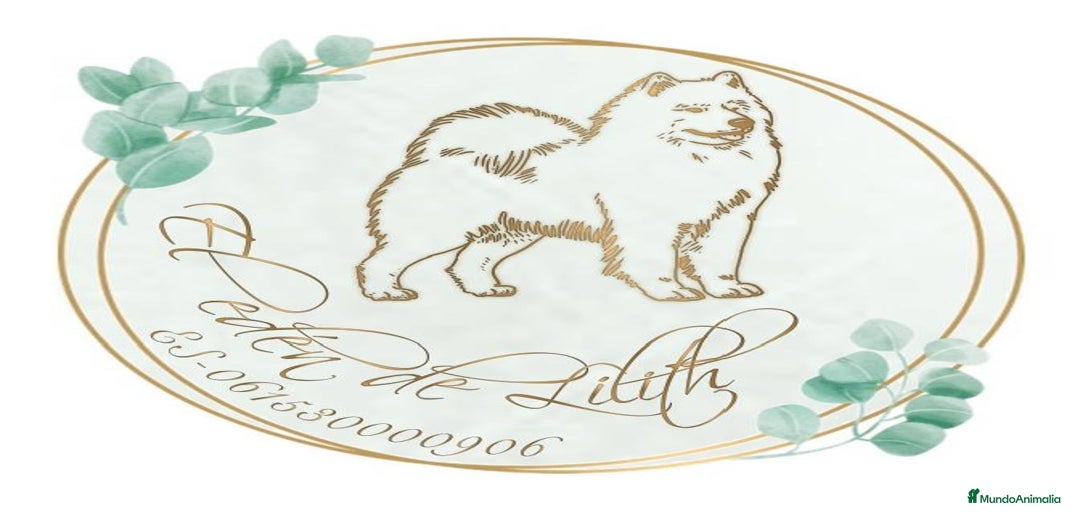 Imagen de galería {{count}}