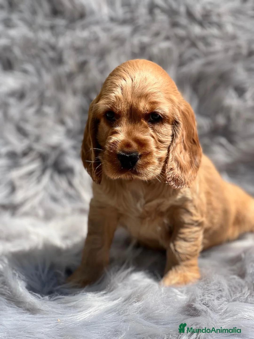 Cocker Spaniel Inglés perros en venta: COCKER DORADO MACHO DISPONIBLE en Barcelona - Anuncio 3