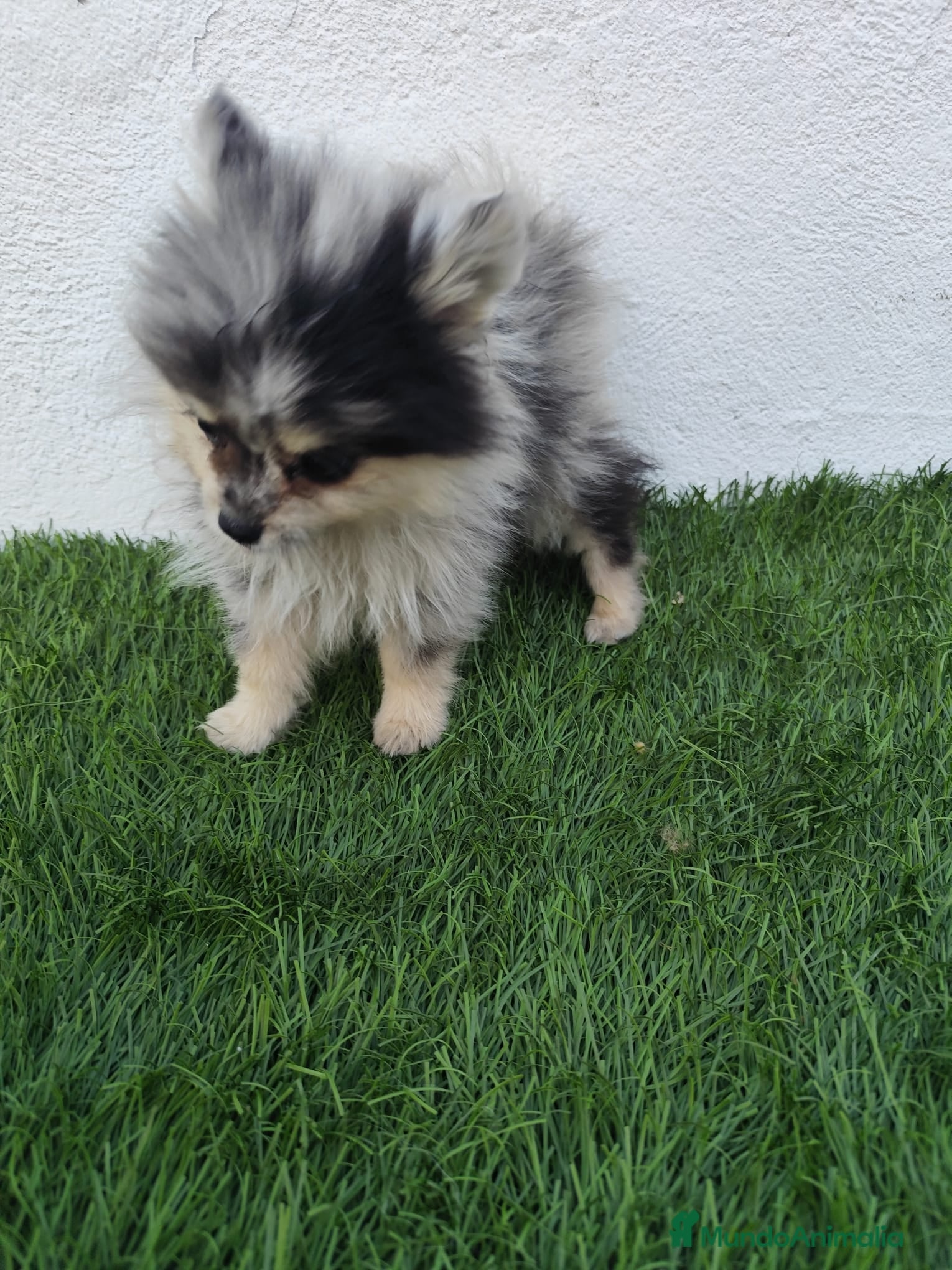 Pomerania perros en venta: Pomerania toy  - Anuncio 5