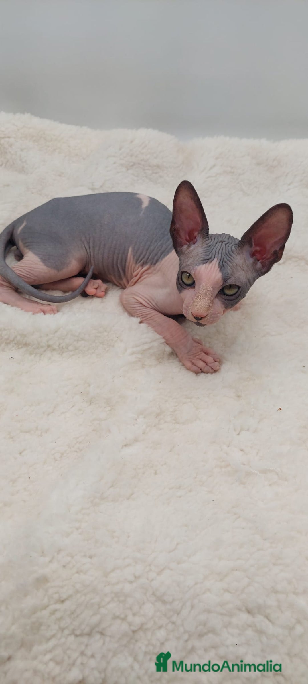 Sphynx gatos en venta: Machito bicolor  - Anuncio 5