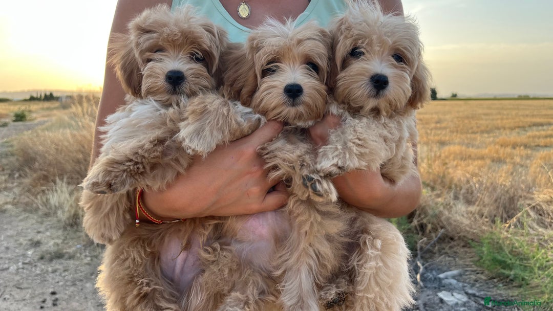 Maltipoo perros en venta: Camada Maltipoo - Imagen 2