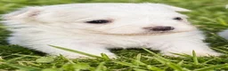 Bichón Maltés perros en venta: BICHÓN MALTES MACHITOS - Anuncio 4