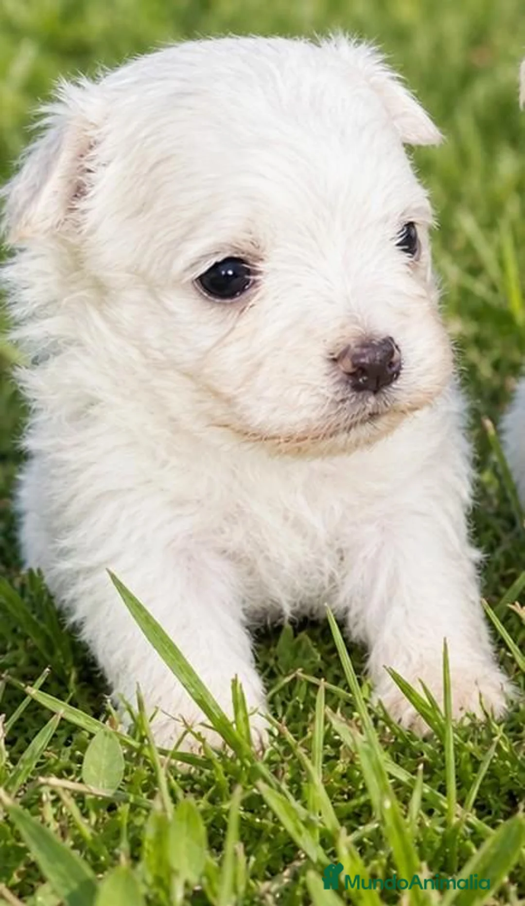Bichón Maltés perros en venta: BICHÓN MALTES MACHITOS - Anuncio 4