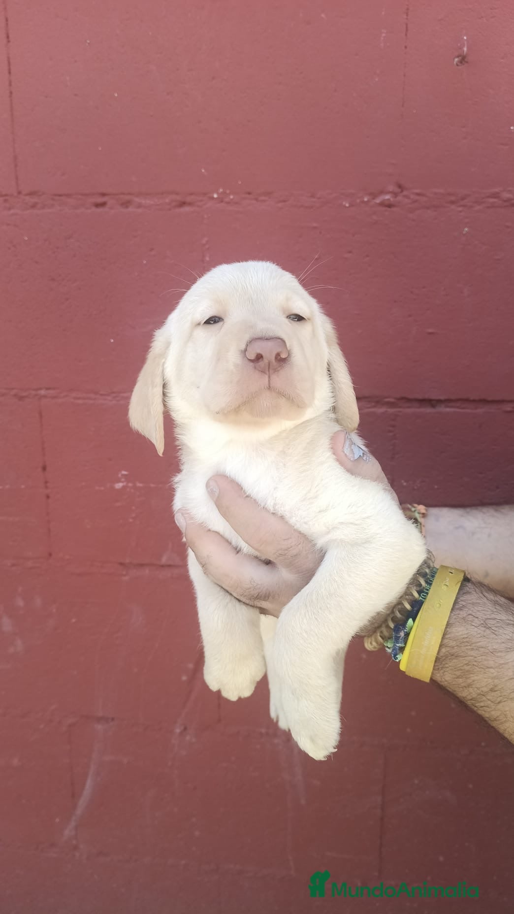 Labrador Retriever perros Labrador retriever macho y hembra disponible 🐶🐾 - Anuncio 1
