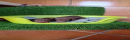Teckel Miniatura perros en venta: Teckels minis Chocolates - Anuncio 4