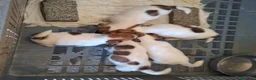Jack Russell Terrier perros en venta: CACHORROS DE JACK RUSSELL - Anuncio 1