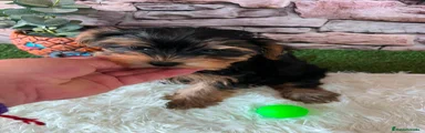 Yorkshire Terrier 2