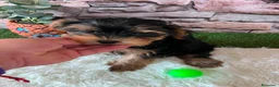 Yorkshire Terrier perros en venta: YORKSHRIE MINI TOY - Anuncio 3
