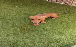 Teckel perros en venta: Teckel ♂️  - Imagen 4