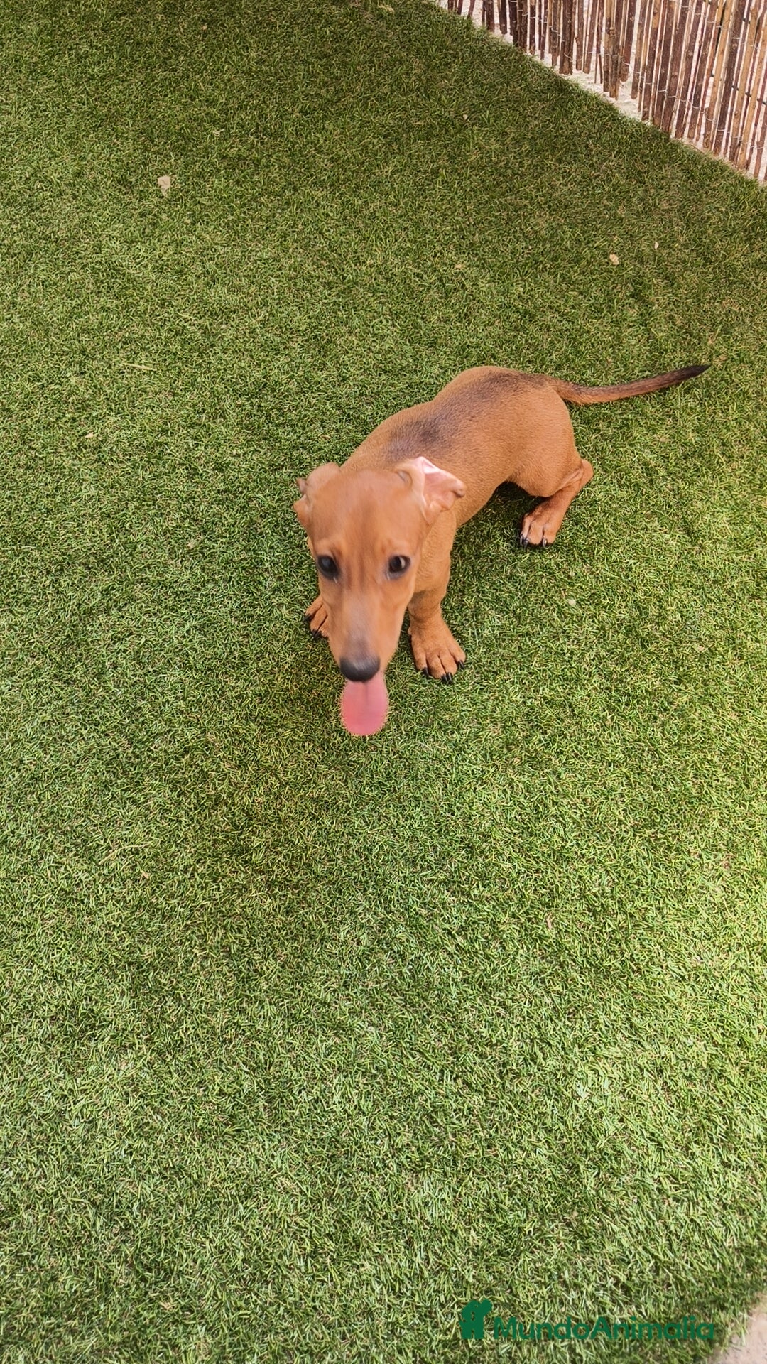 Teckel perros en venta: Teckel ♂️  - Imagen 4