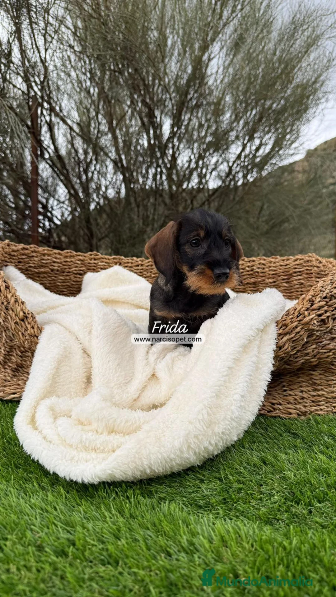 Teckel Miniatura perros en venta: TECKEL PELO DURO HEMBRA - Anuncio 6