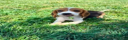Beagle perros en venta: Beagle - Anuncio 8