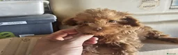 Caniche Toy perros en venta: Caniche rojo toy - Anuncio 3