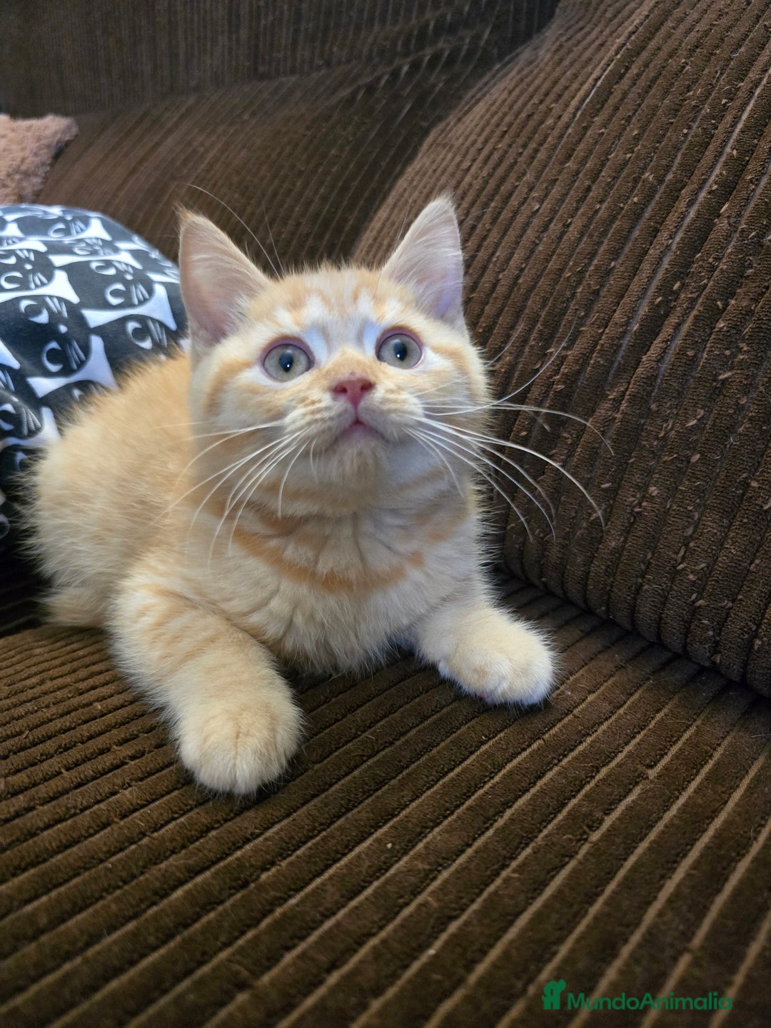 Británico de Pelo Corto gatos en venta: Gatcot.com - Imagen 2