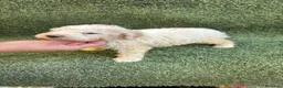 Perro de Agua Español perros en venta: Perro de aguas español - Anuncio 3