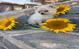 Chihuahua perros en venta: Chihuahua Macho Pelo Largo  - Imagen 4