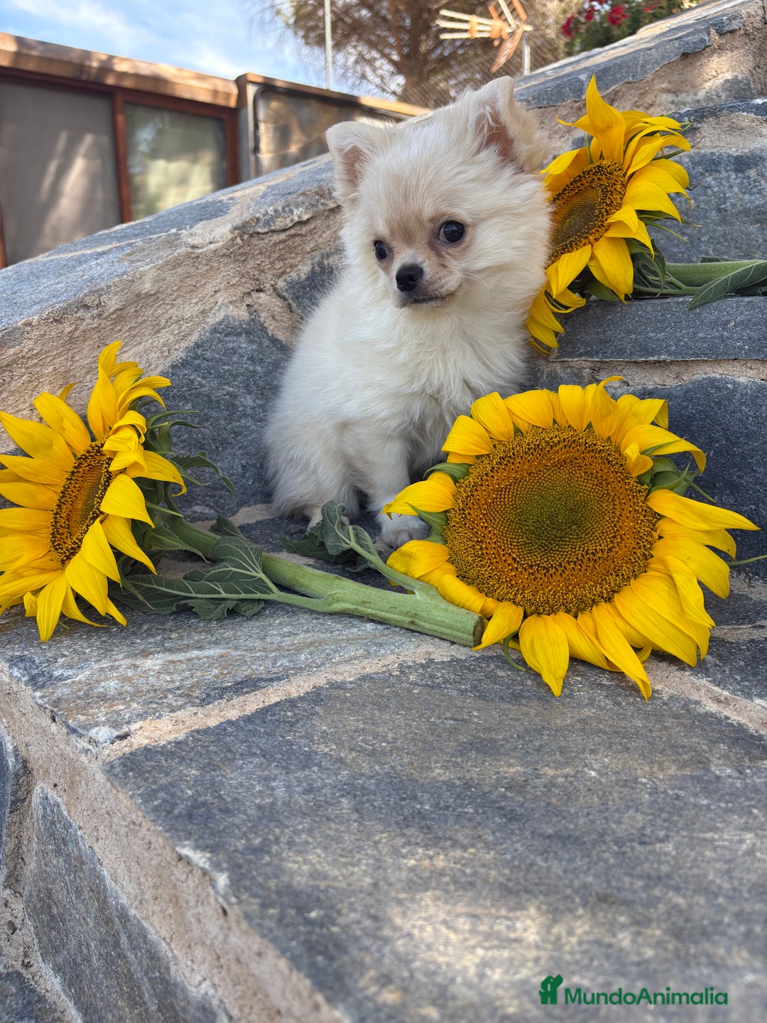 Chihuahua perros en venta: Chihuahua Macho Pelo Largo  - Imagen 4