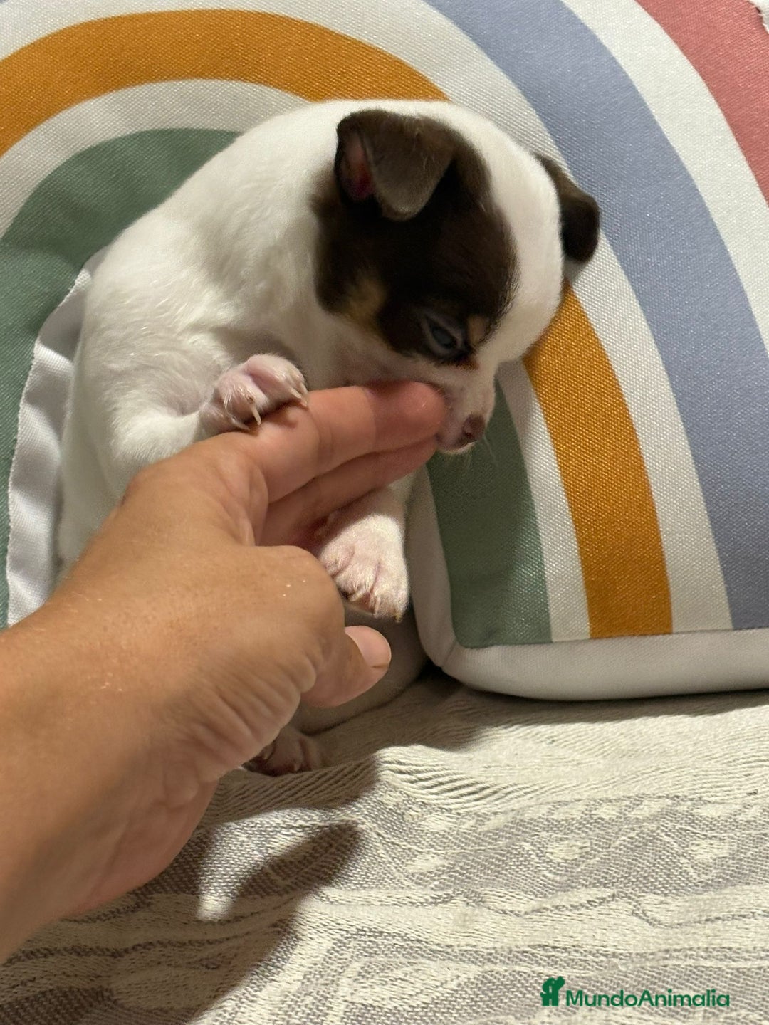 Chihuahua perros en venta: Exclusivos chihuahuas rusos - Imagen 31