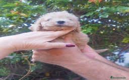 Caniche Toy perros en venta: CANICHES CALIDAD Y SELECCIÓN  - Imagen 3
