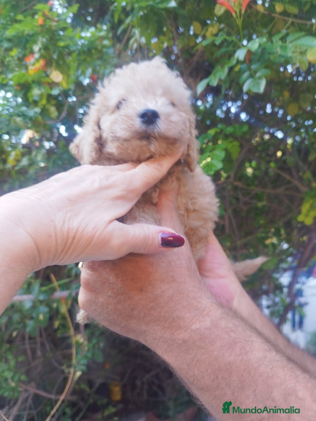 Caniche Toy perros en venta: CANICHES CALIDAD Y SELECCIÓN  - Imagen 3