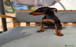 Pinscher Miniatura perros en venta: Mini-pinscher hembra  - Imagen 8