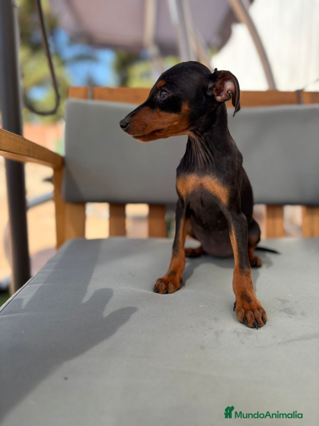 Pinscher Miniatura perros en venta: Mini-pinscher hembra  - Imagen 8