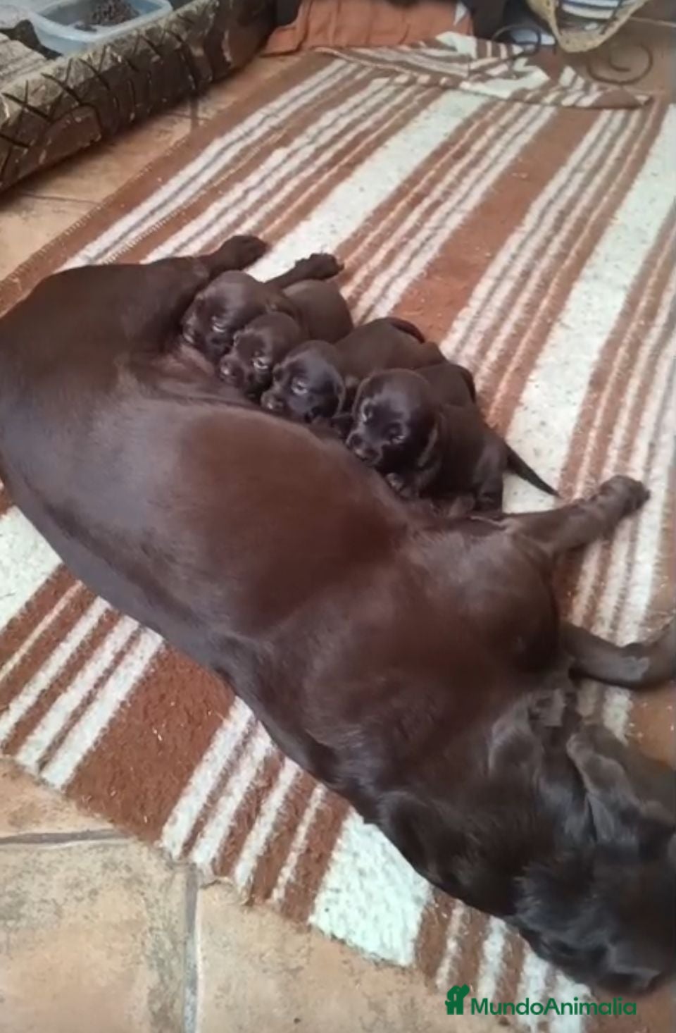 Labrador Retriever perros Labrador retriever chocolate  - Anuncio 1