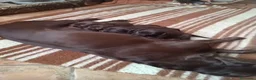 Labrador Retriever perros en venta: Labrador retriever chocolate  - Anuncio 1