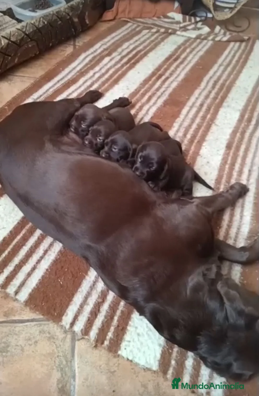 Labrador Retriever perros en venta: Labrador retriever chocolate  - Anuncio 1