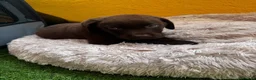 Labrador Retriever perros en venta: Labrador retriever chocolate  - Anuncio 10