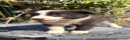 Border Collie perros en venta: BORDER COLLIE DE VILLA BIZNAGA - Anuncio 5