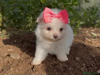 Pomerania perros Pomerania toy - Anuncio 3