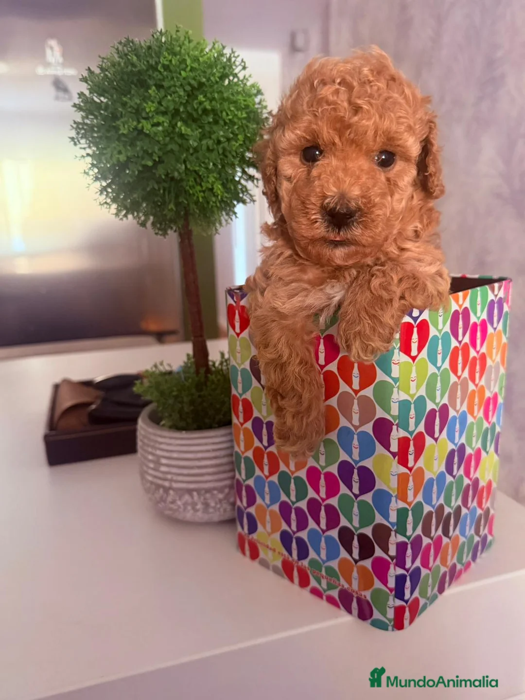 Caniche Toy perros en venta: CANICHE TOY HEMBRA EXCLUSIVA  - Anuncio 2