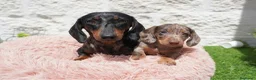 Teckel Miniatura perros en venta: Teckel miniatura arlequín  - Anuncio 2