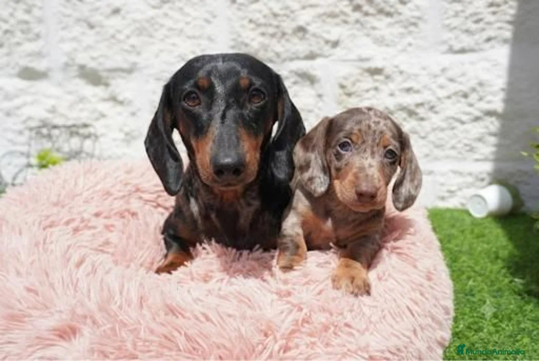 Teckel Miniatura perros en venta: Teckel miniatura arlequín  - Anuncio 2