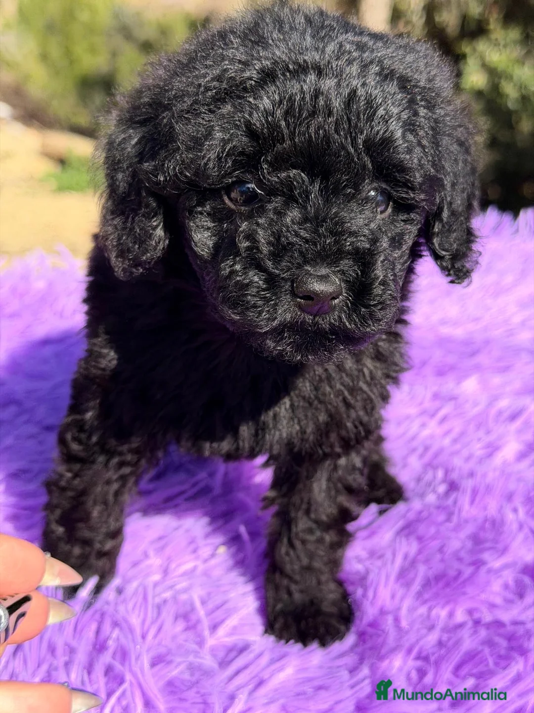 Caniche Toy perros en venta: CANICHE HEMBRA NEHRA AZABACHE - Anuncio 4